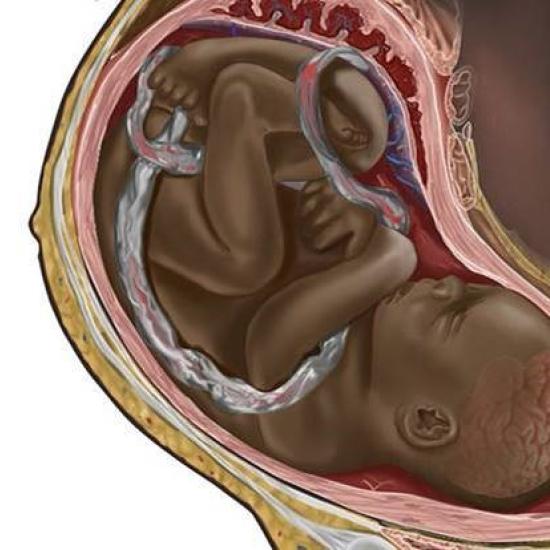 Black parent and baby, pregnancy diagram