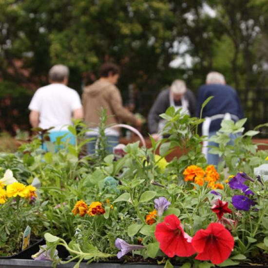 Adult Day Health Program of Wilder Healthy Aging and Caregiving Services enjoy time in the backyard garden.  