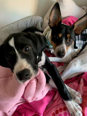 Two dogs owned by a participant in Wilder supportive housing services