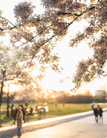 People walk on paved path surrounded by blooming trees.