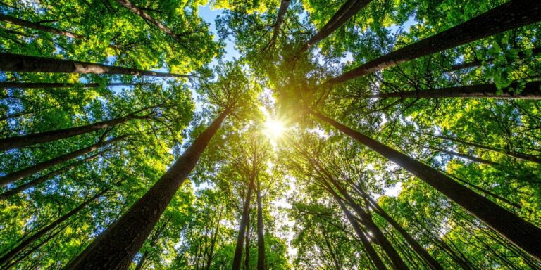 Sunlight through a tree canopy